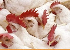 Ban on import of poultry products from India lifted by the Sultanate of Oman
